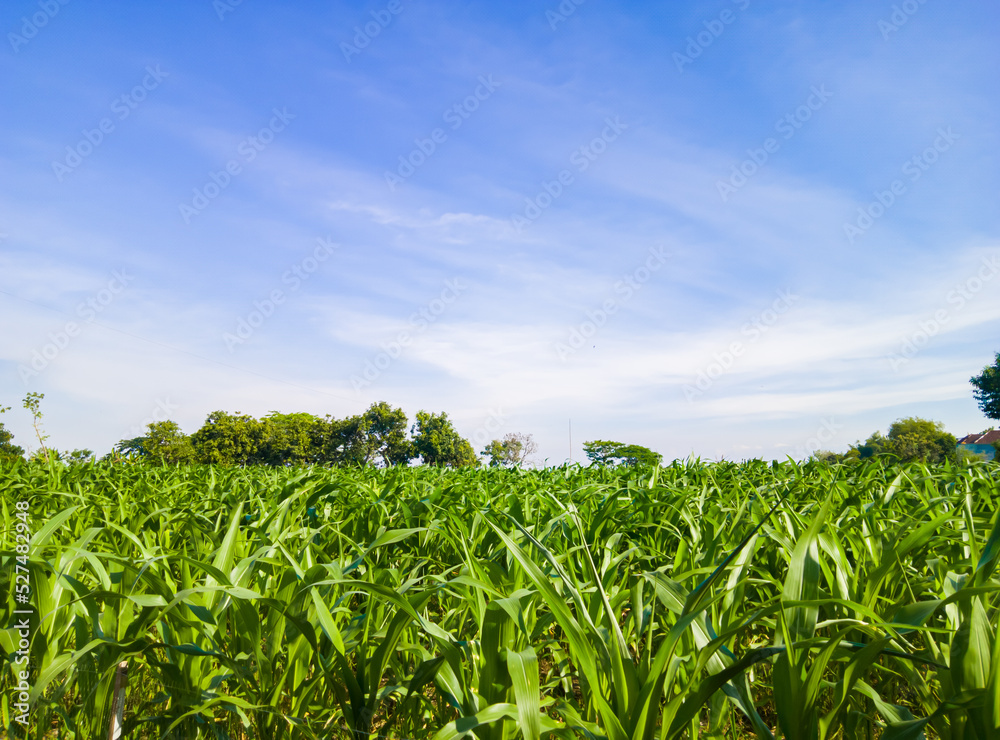 Fototapeta premium cornfield farming industry to serve as staple food for local farmers, young cornfield landscape and blue sky
