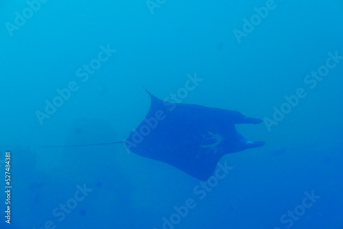 Scuba diving with Manta ray in Pohnpei, Micronesia（Federated States of Micronesia） © Optimistic Fish