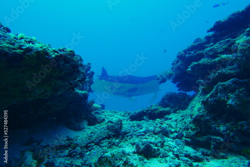 Scuba diving with Manta ray in Pohnpei  Micronesia   Federated States of Micronesia   