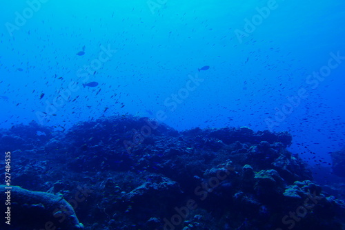 Wallpaper Mural Scuba diving with Manta ray in Pohnpei, Micronesia（Federated States of Micronesia） Torontodigital.ca