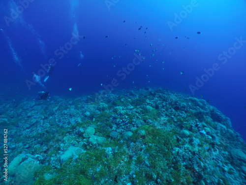 Wallpaper Mural Scuba diving with Manta ray in Pohnpei, Micronesia（Federated States of Micronesia） Torontodigital.ca