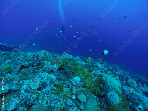 Wallpaper Mural Scuba diving with Manta ray in Pohnpei, Micronesia（Federated States of Micronesia） Torontodigital.ca