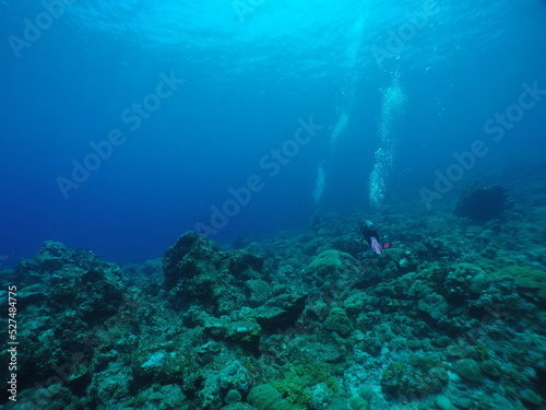 Fototapeta Naklejka Na Ścianę i Meble -  Scuba diving with Manta ray in Pohnpei, Micronesia（Federated States of Micronesia）
