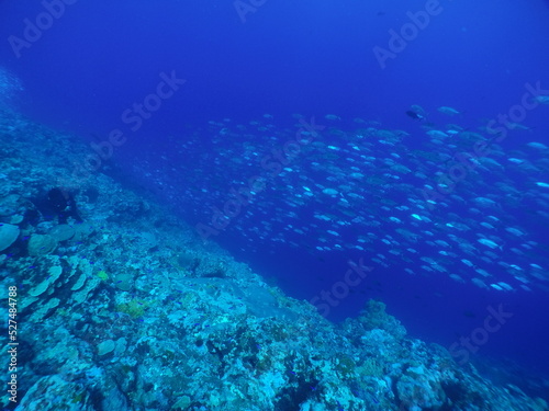 Fototapeta Naklejka Na Ścianę i Meble -  Scuba diving with Manta ray in Pohnpei, Micronesia（Federated States of Micronesia）