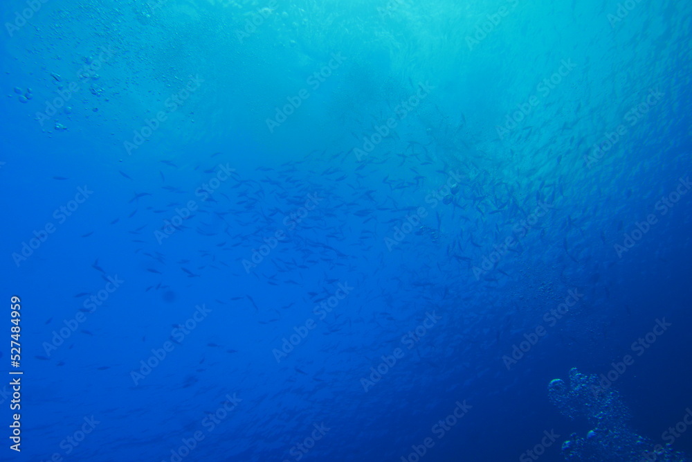 Scuba diving with Manta ray in Pohnpei, Micronesia(Federated States of Micronesia) Scuba diving with Manta ray in Pohnpei, Micronesia(Federated States of Micronesia)