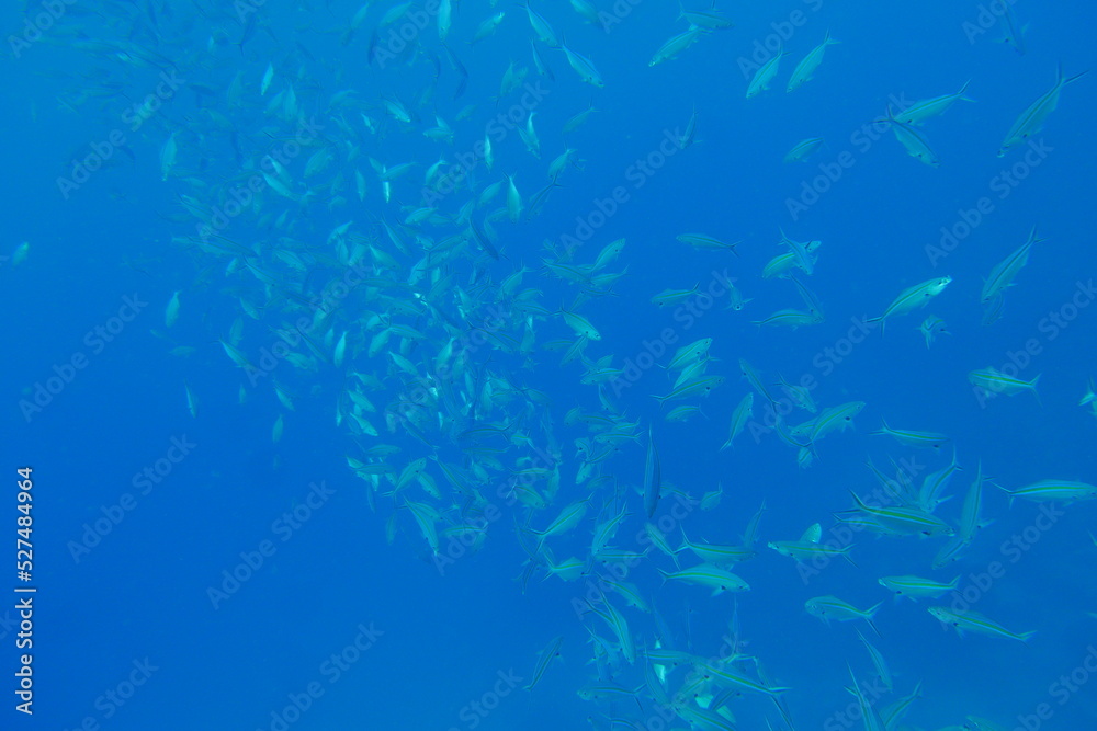 Scuba diving with Manta ray in Pohnpei, Micronesia（Federated States of Micronesia）