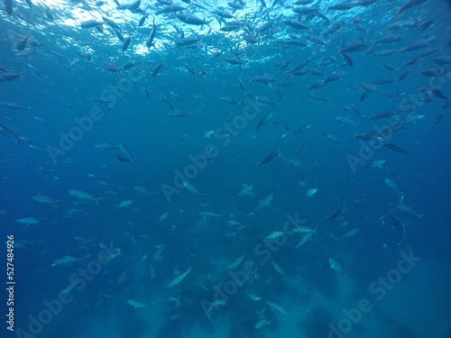 Scuba diving with Manta ray in Pohnpei, Micronesia（Federated States of Micronesia）