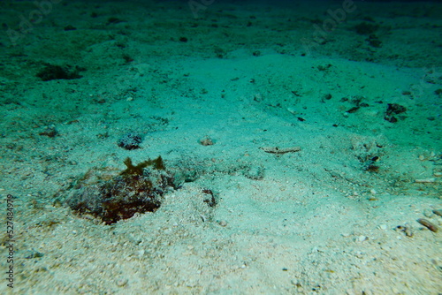 Wallpaper Mural Scuba diving with Manta ray in Pohnpei, Micronesia（Federated States of Micronesia） Torontodigital.ca