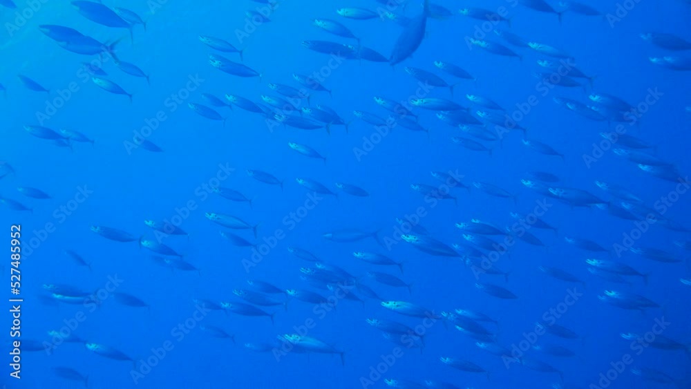 Scuba diving on the reefs of Kosrae, Micronesia(Federated States of Micronesia) Scuba diving on the reefs of Kosrae, Micronesia(Federated States of Micronesia)