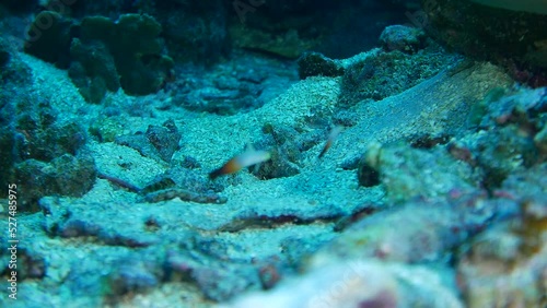 Wallpaper Mural Scuba diving on the reefs of Kosrae, Micronesia（Federated States of Micronesia） Torontodigital.ca