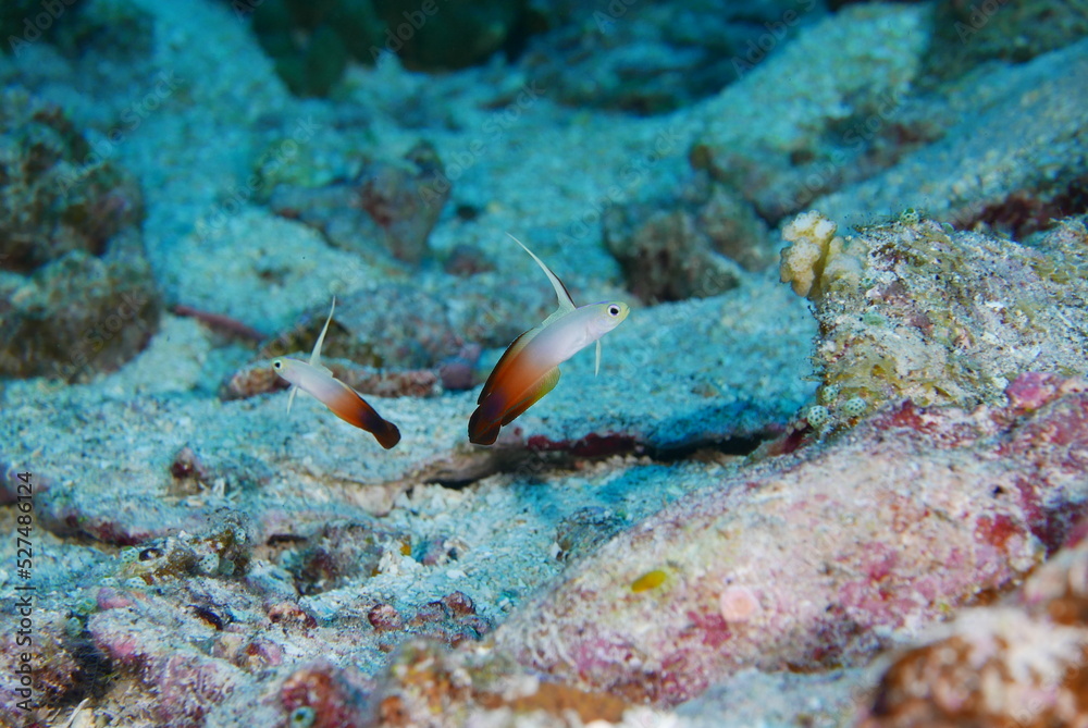 Fototapeta premium Scuba diving on the reefs of Kosrae, Micronesia（Federated States of Micronesia）