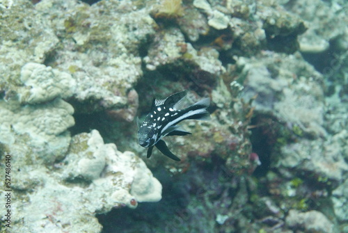 Scuba diving on the reefs of Kosrae, Micronesia（Federated States of Micronesia）