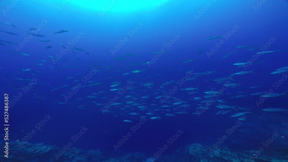 Scuba diving on the reefs of Kosrae, Micronesia(Federated States of Micronesia) Scuba diving on the reefs of Kosrae, Micronesia(Federated States of Micronesia)