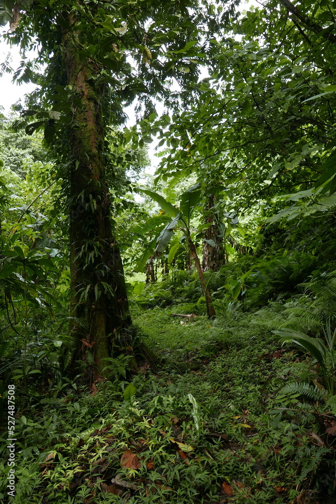 Yela Valley Ka Forest at Kosrae, Federated States of Micronesia. Yela Valley Ka Forest at Kosrae, Federated States of Micronesia.
