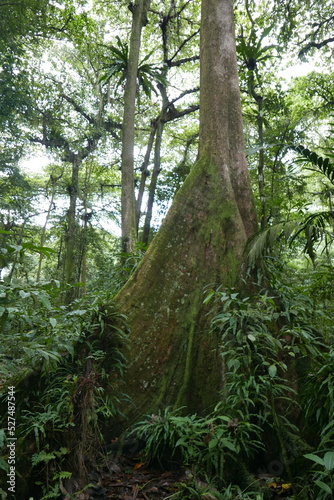 Yela Valley Ka Forest at Kosrae  Federated States of Micronesia.