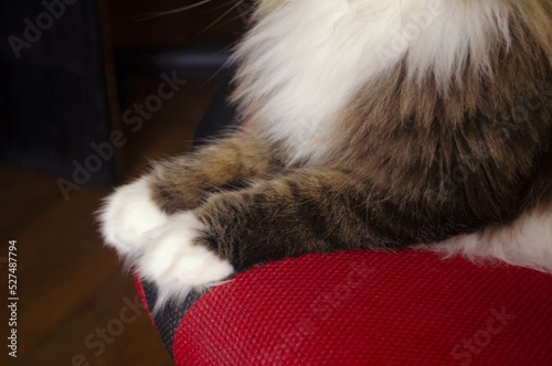 Cat's paws. Cat sitting on a red chair. Long-hair cat. Cute white paws. 