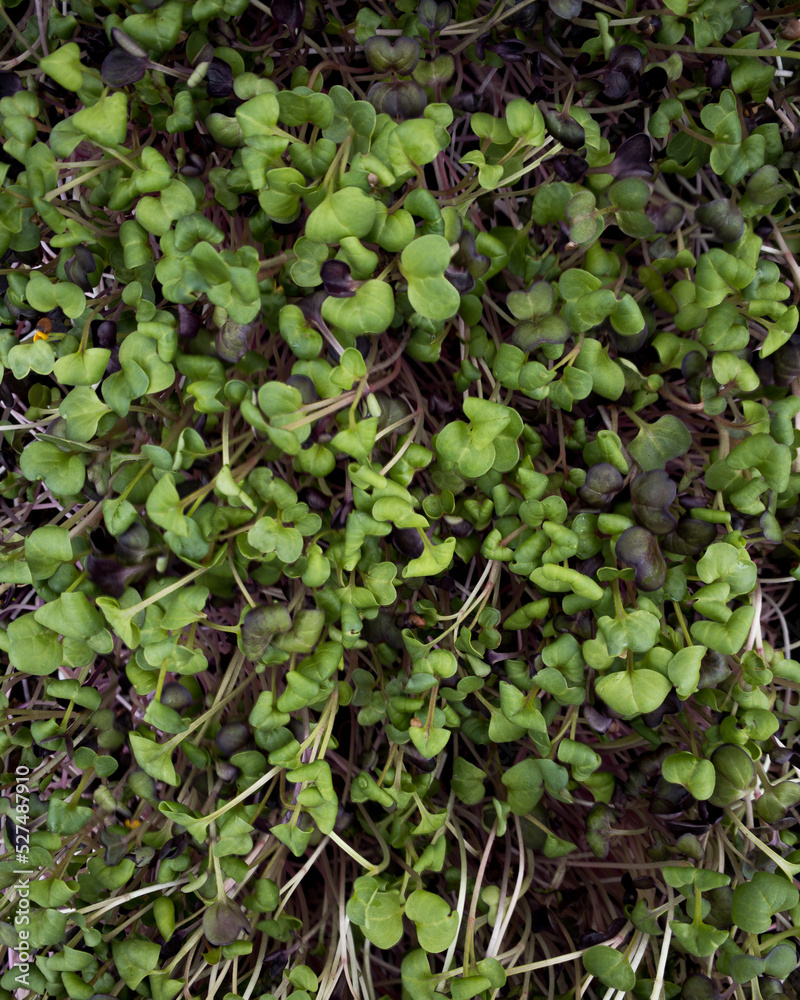 lush carpet of microgreens for food, pea shoots ready to be harvested. green foliage background, isolated lush carpet of microgreens for food, pea shoots ready to be harvested. green foliage background, isolated
