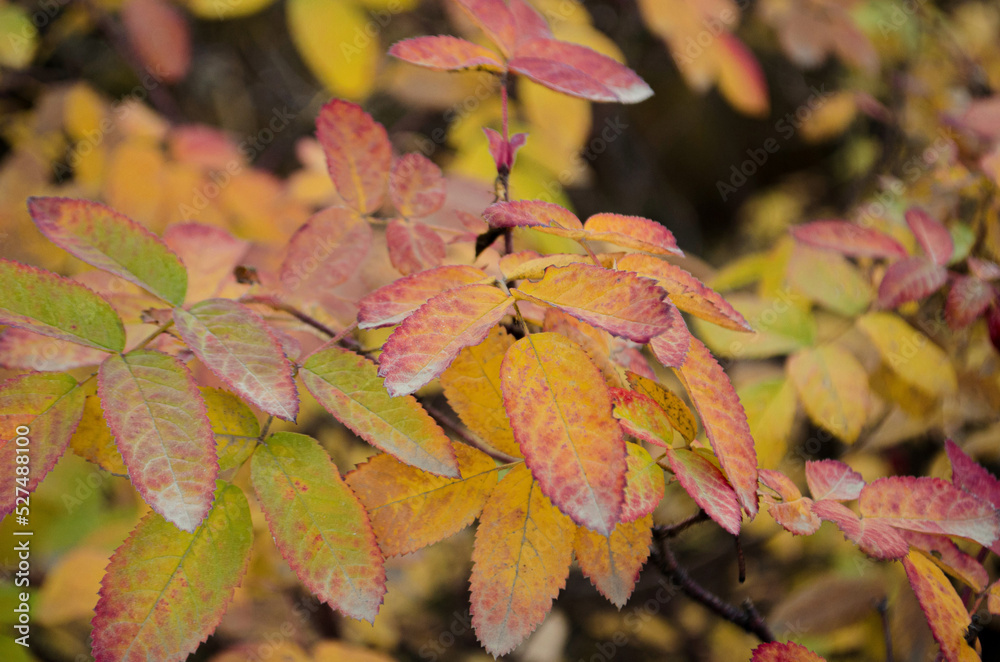 Fototapeta premium Autumn leaves. Photo of yellowed autumn leaves. Autumn has come.