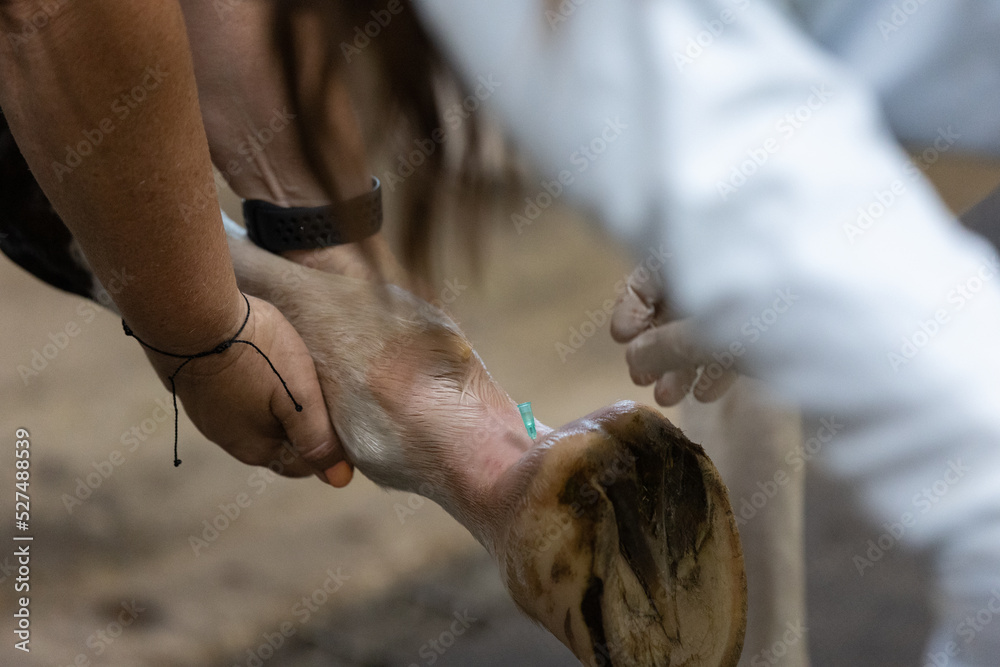 Horse Joint Injection Horse Joint Injection