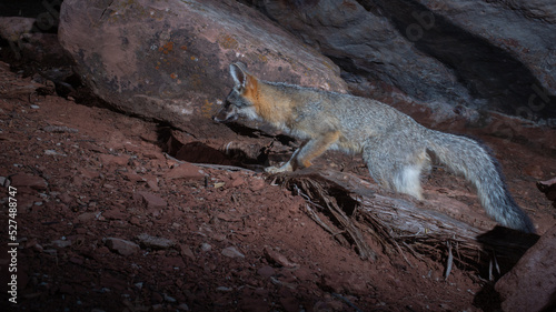 A grey fox trots past a large sandstone boulder in the American southwest desert as it hunts for small prey animals at night.