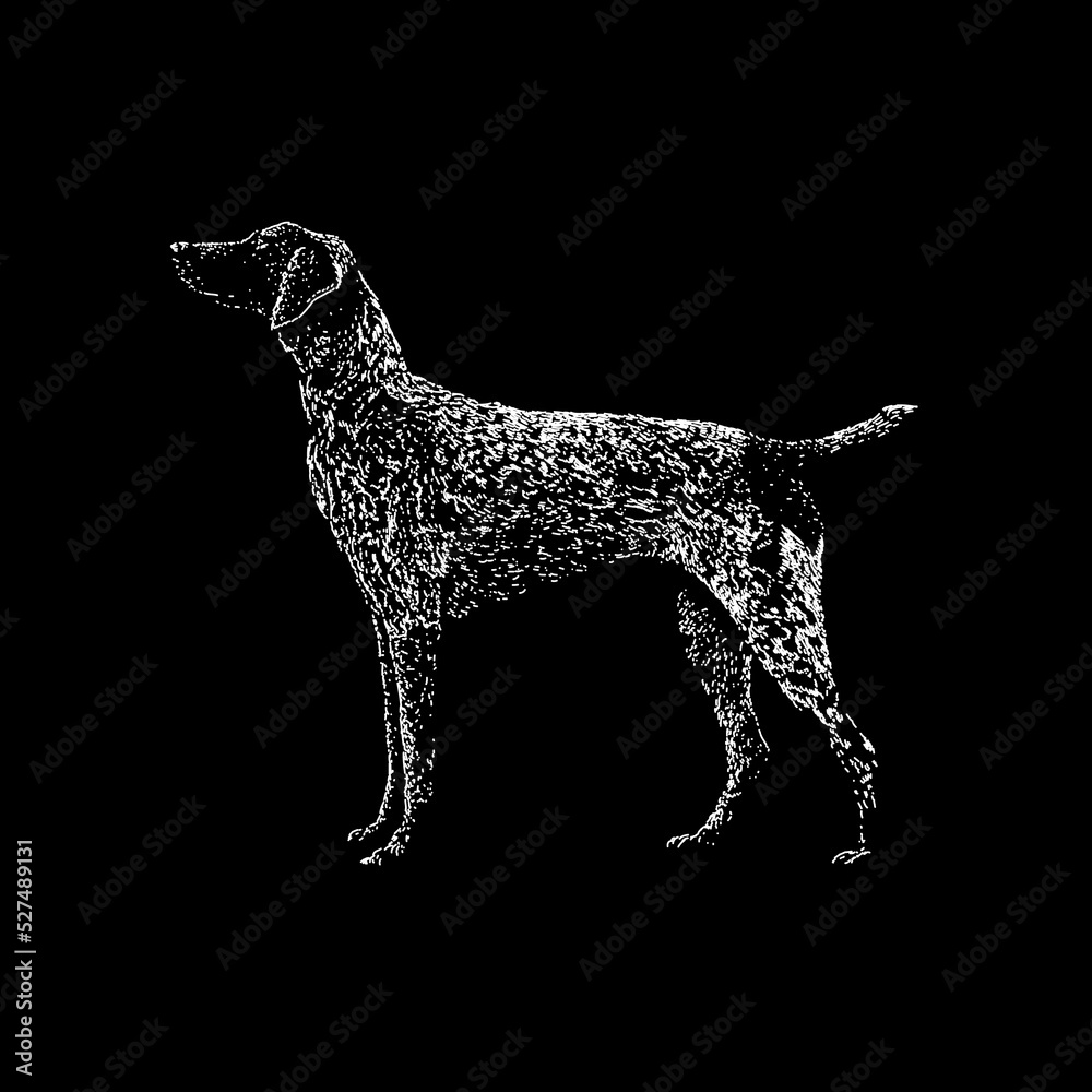 Hand german shorthaired pointers 2025