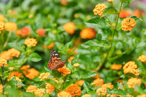 butterfly on a flower © Rebecca