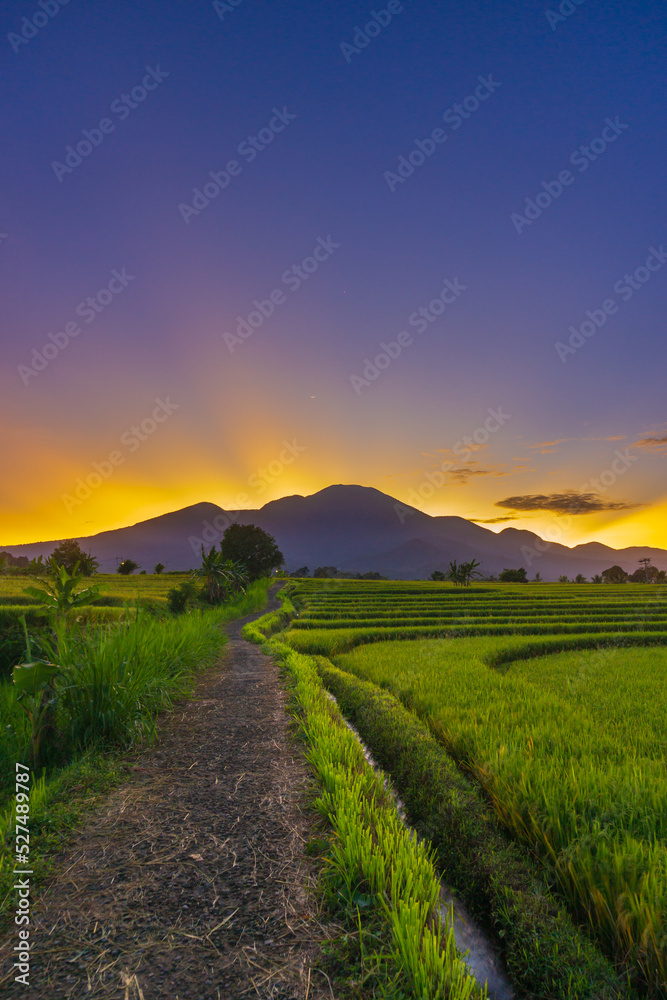 Beautiful view of Indonesia in the morning in the rice fields
