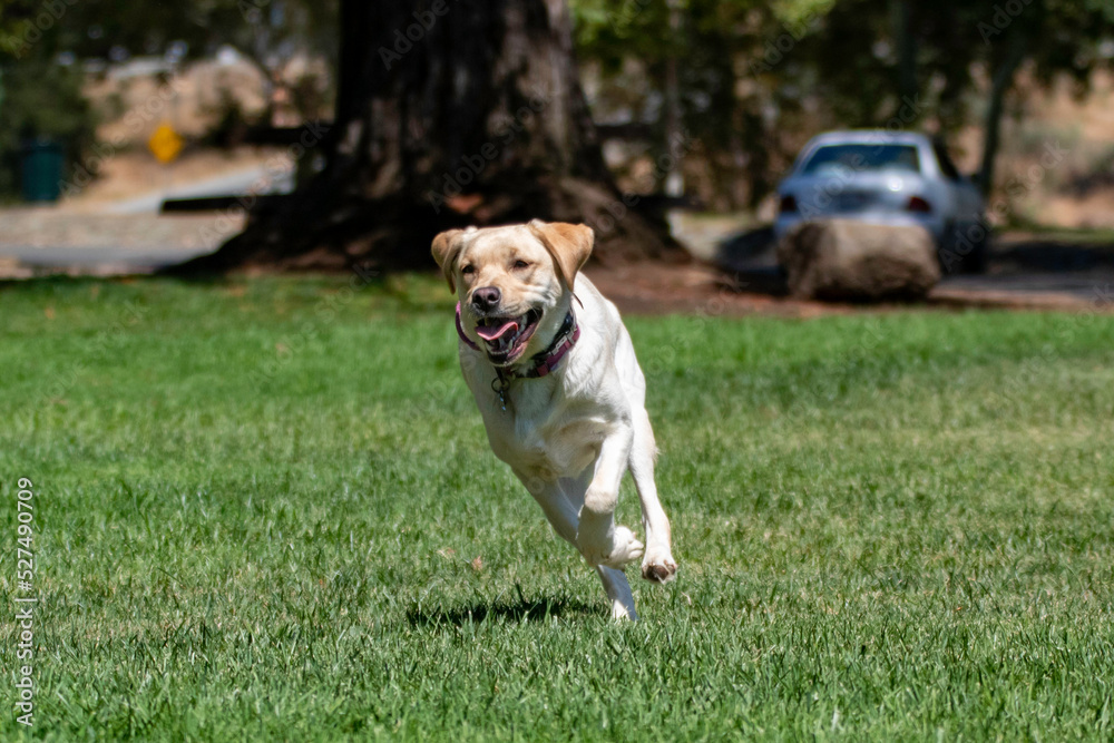 A yellow lab playing in the park