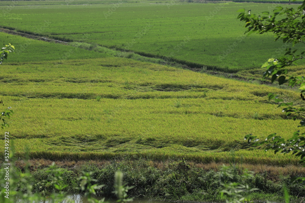 small road across rice field