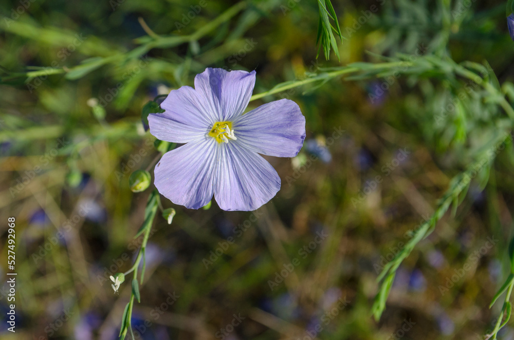 One purple flower and a grass. Violet flower with five petals close-up photo. One purple flower and a grass. Violet flower with five petals close-up photo.