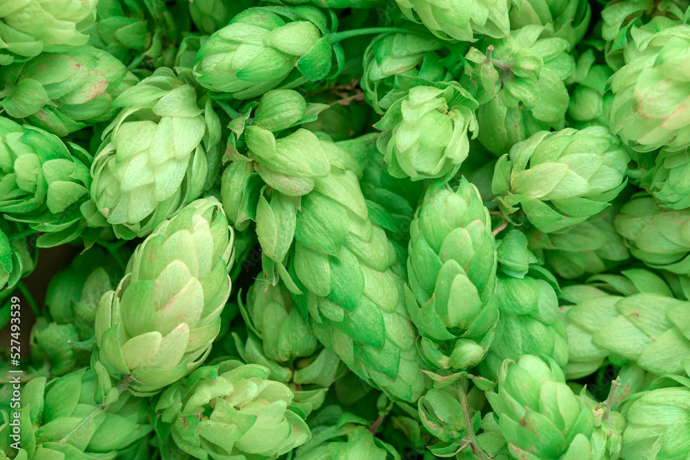 Green fresh hop cones for making beer and bread close up