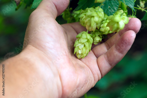 Green fresh hop cones for making beer and bread close up