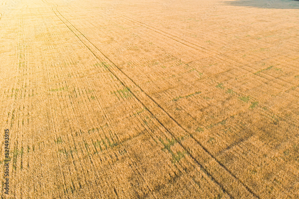 Fototapeta premium a field of wheat in ukraine photographed from a drone