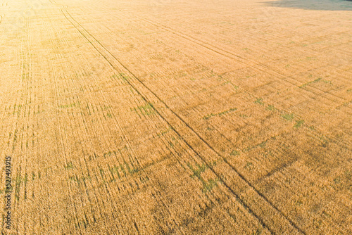 a field of wheat in ukraine photographed from a drone