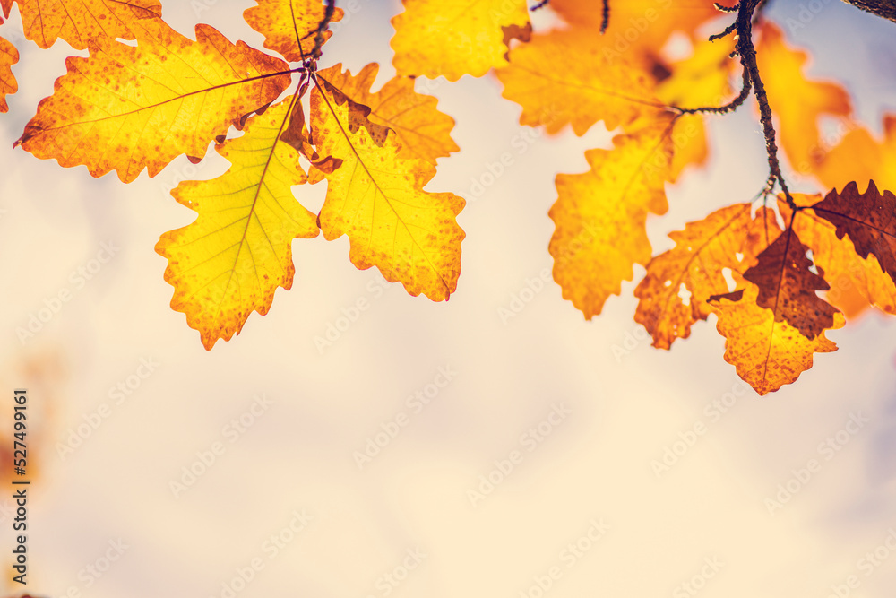 Fototapeta premium colorful autumn leaves background