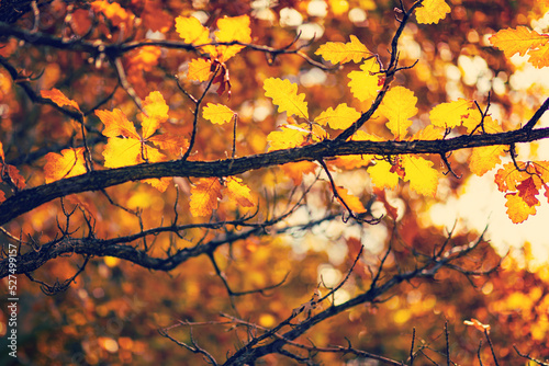 Golden autumn leaves on the tree in sunlight