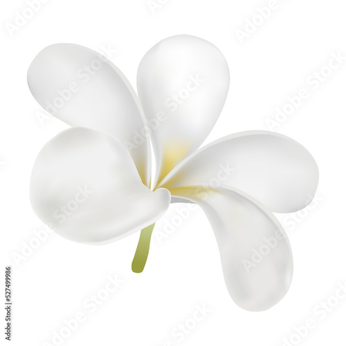 plumeria flower for spa or decorate easy to use  for your health and care advertising or traditional food  white flower