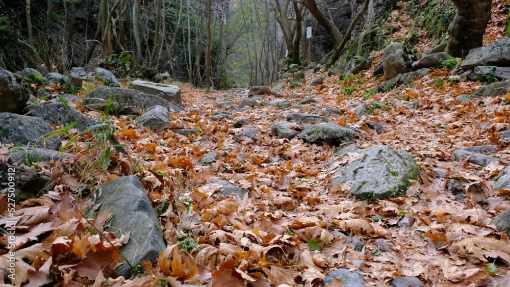 4k Video. Many dried leaf on ground, autumn and fall concept video at nature. 4k Video. Many dried leaf on ground, autumn and fall concept video at nature.