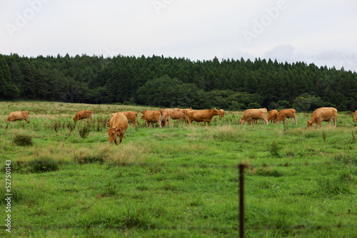 Cows grazing on grass in Jeju Island