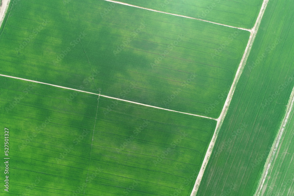 Green rice Fileds aerial view Thailand countryside