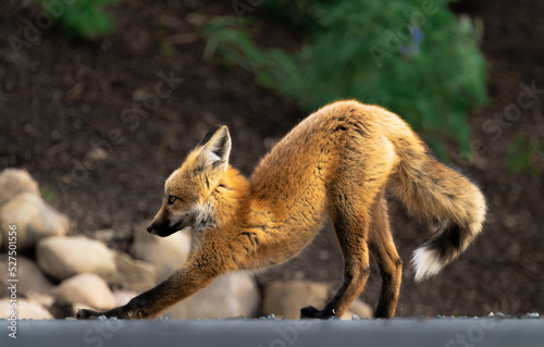 Stretching Fox in a Rocky Mountain neighborhood photo