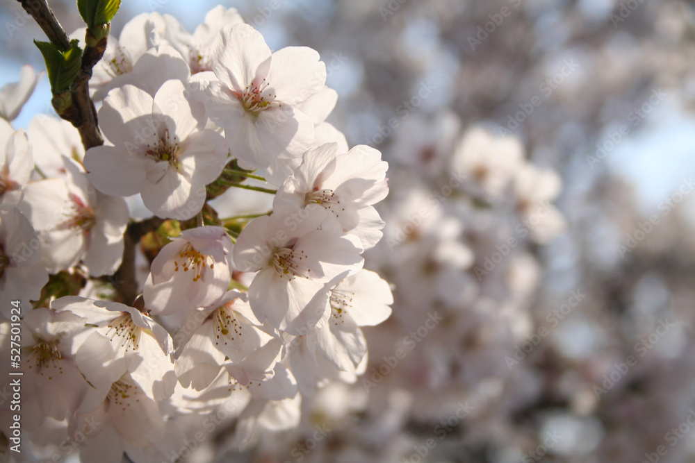 Freshly bloomed cherry blossoms in spring. Freshly bloomed cherry blossoms in spring.