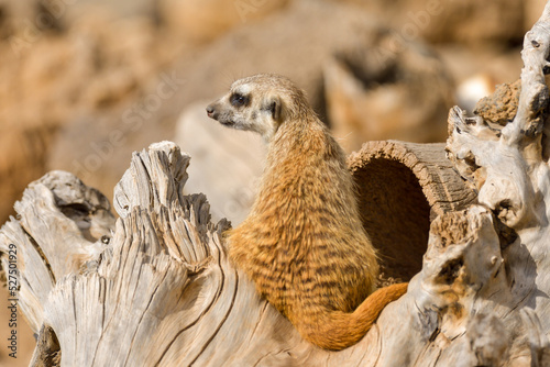 Meerkat looks at the camera. The meerkat stands on its hind legs. The meerkat sitting. Cute animal in nature. Small animal in the wild nature. Small mammal suricate suricata © brszattila