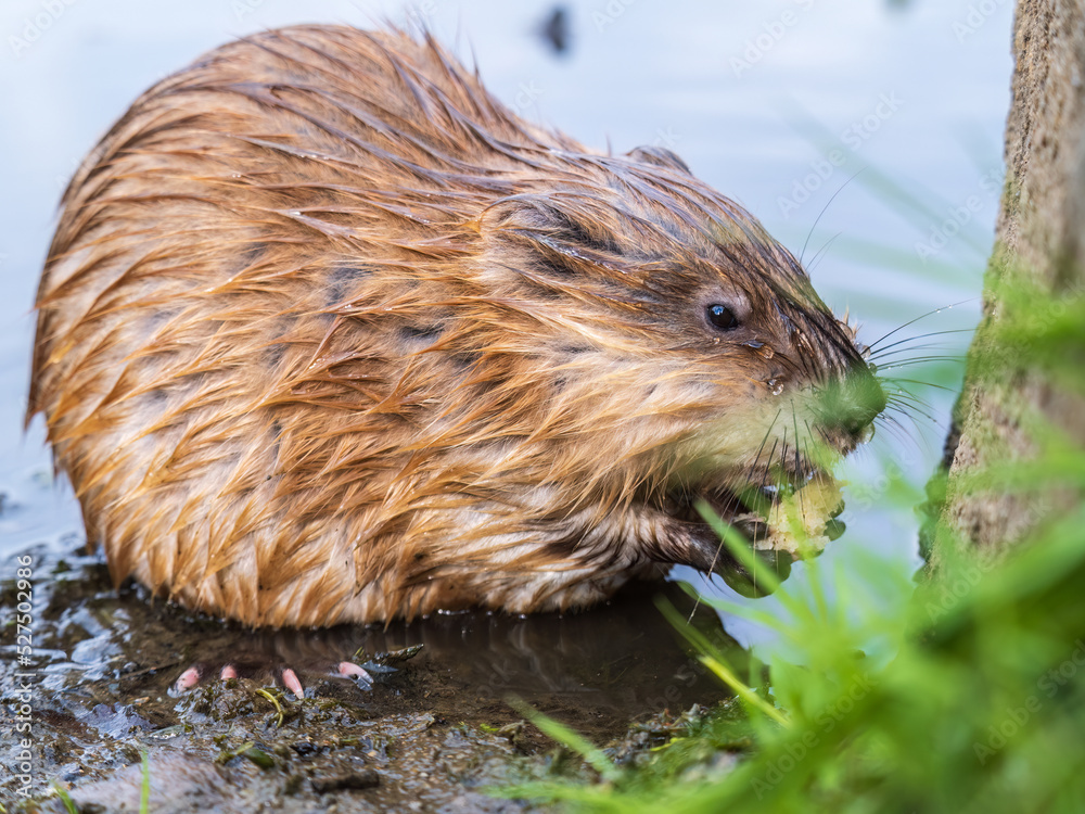 Wild animal Muskrat, Ondatra zibethicuseats, eats on the river bank Wild animal Muskrat, Ondatra zibethicuseats, eats on the river bank