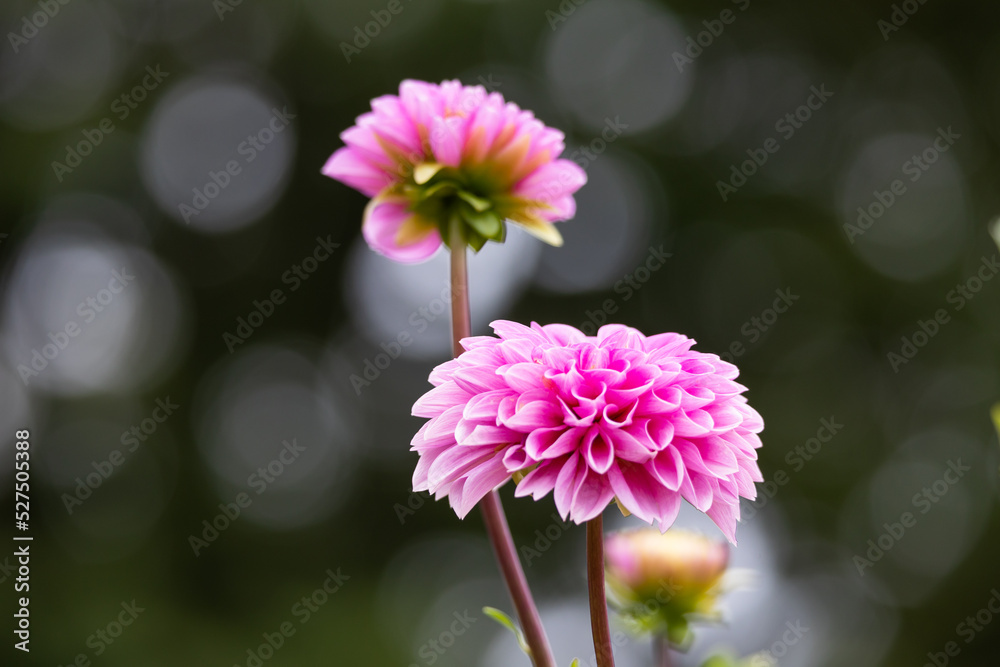 Obraz premium ピンクのダリアの花