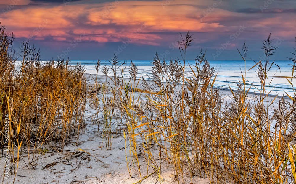 Autumnal evening on a shore of the Baltic Sea with dry reeds on wild or abandoned remote sandy beach Autumnal evening on a shore of the Baltic Sea with dry reeds on wild or abandoned remote sandy beach