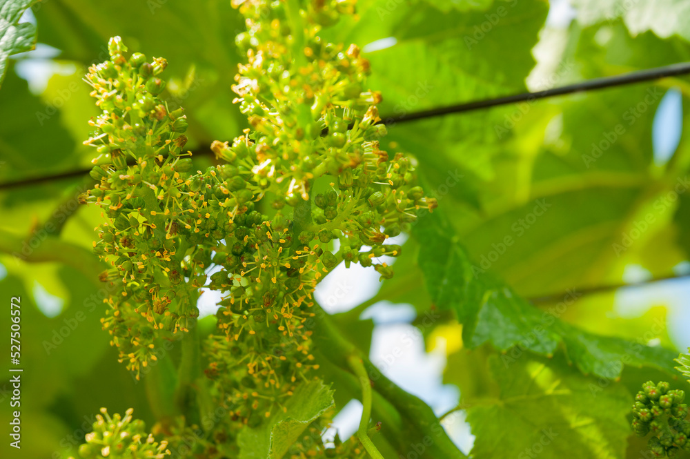 Fototapeta premium Weintrauben Reben Mohn