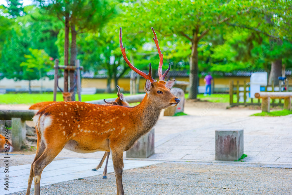 奈良公園の鹿 Stock 写真 | Adobe Stock