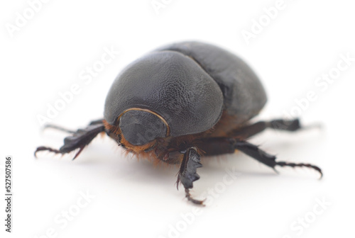 Black beetle isolated. Fototapeta