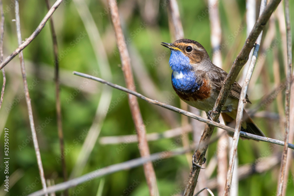 Fototapeta premium Weißsterniges Blaukehlchen (Luscinia svecica) Männchen